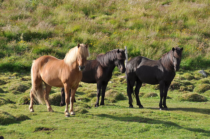 ponis d'Islàndia, quitxalla, cavall d'Islàndia, cavall, poni