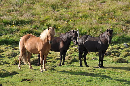 Islandes ponijs, Īslandieši, Islandes zirgu, zirgs, ponijs