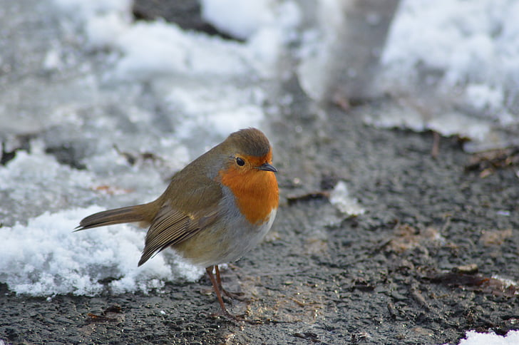 Robin, fugl, Red robin