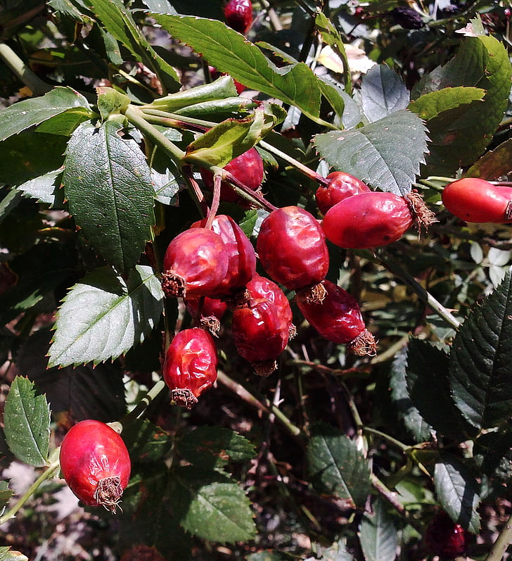 wild rose, nature, red, fruit, vegetable, fruits of the forest, shrub