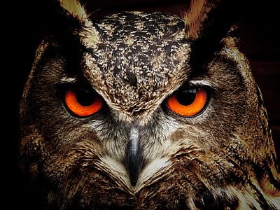owl, bird, eyes, eagle owl, birds, view, animals