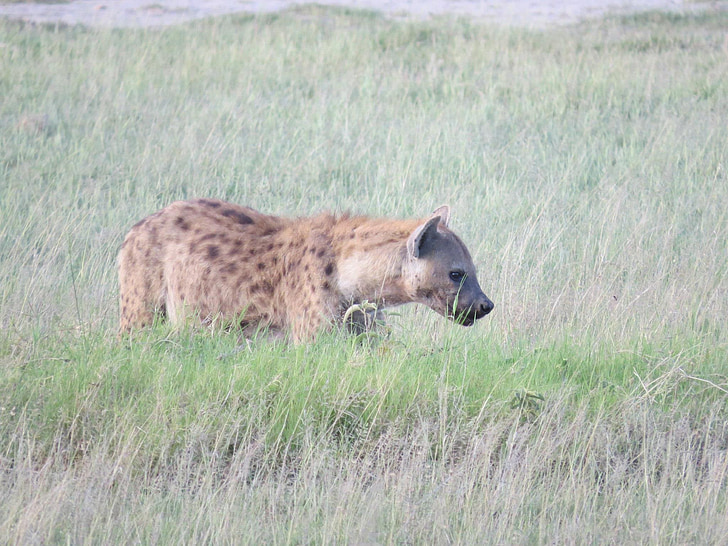 hyena, Afrika, volně žijící zvířata, zvíře, Příroda, Safari, savec