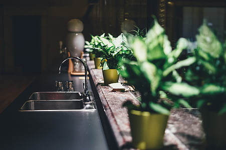 green, leaves, plants, flowerpot, sink, water, kitchen