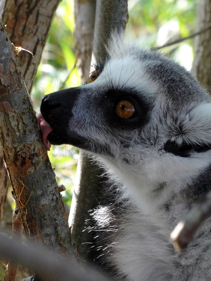 licking, expensive, fun, nature, animal, wildlife, lemur