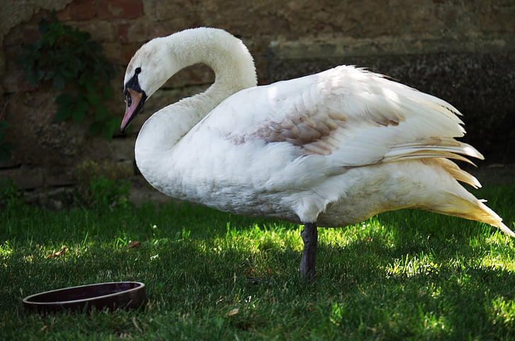 Swan, pasăre, alb, apoase, pene, cioc