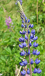 lupine, blue, meadow, nature, flowers, mountain flowers