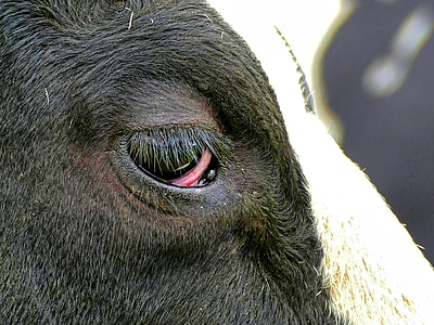 cow, eye, animal, beef, agriculture, head, close