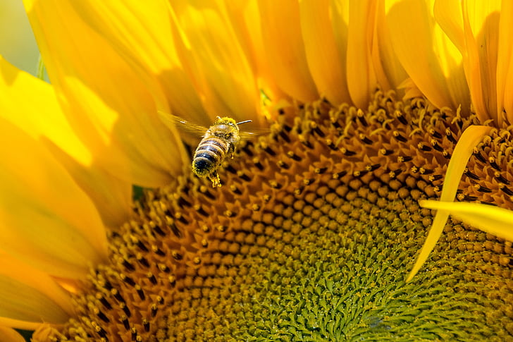 bee, sun flower, yellow, busy bee, plenty of natural light, summer, blossom