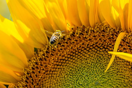 Bee, Sun flower, gul, upptagen bee, gott om naturligt ljus, sommar, Blossom