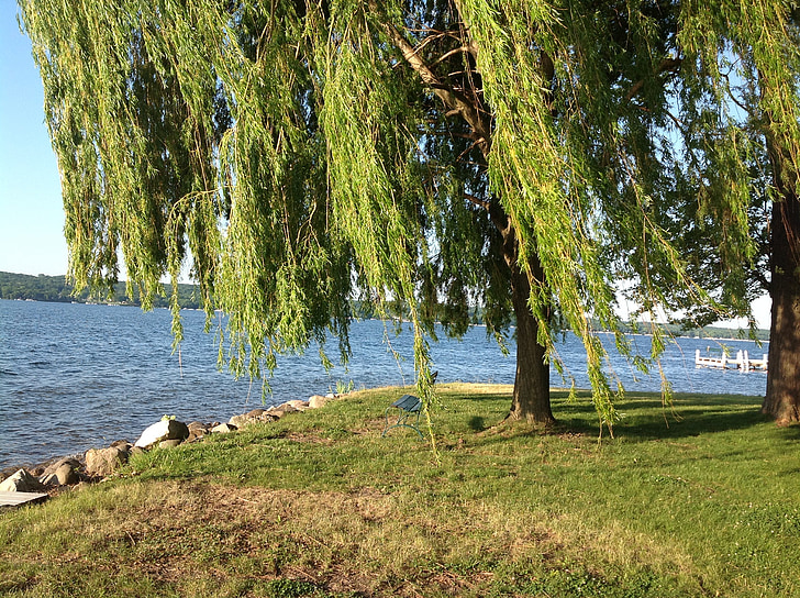 Willow tree, vítr, jezero, Ženeva, Wisconsin, pobřeží