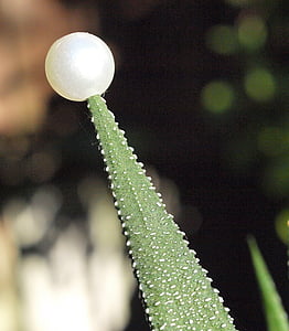 room cactus, pearl, cactus, cactus blossom, white, green