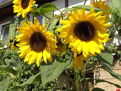 sun flower, yellow, sunflower, plant, summer, blossom, bloom