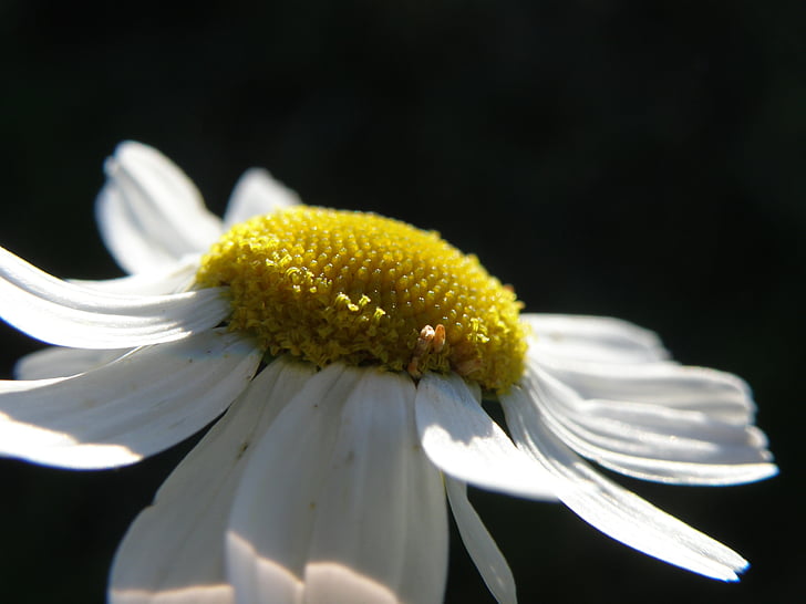 Daisy, blomma, vit
