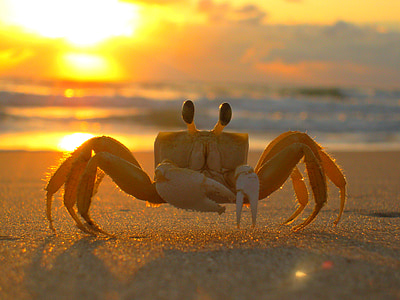 siri, beach, crab, mar, sand, sol, sea