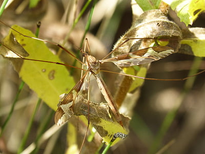 moquito, insetto con le gambe lunghe, insetto, Sting, zanzara gigante, típula oleracea, strano insetto