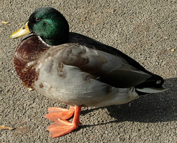 duck, bird, nature, wildlife, animal, mallard Duck, outdoors