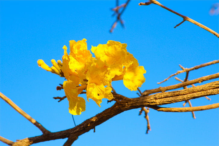 yellow, flower, blue, sky, daytime, blossoms, branch