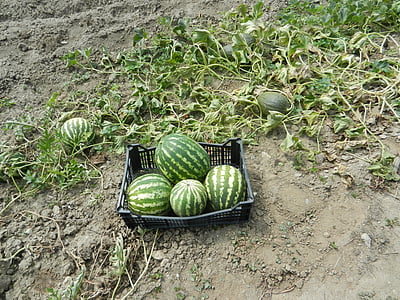 Watermeloenen, Orchard, fruit