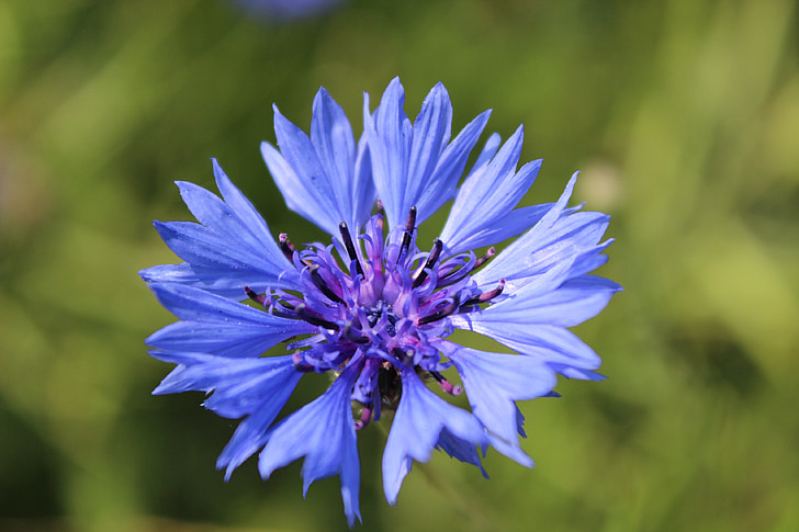 cornflower, blue flower, pointed flower, blossom, bloom, poppy