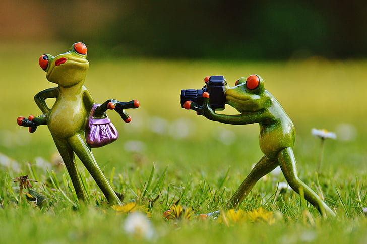 ếch, Nhiếp ảnh gia, Mô hình, Mô hình ảnh, Lady, Đặt ra, máy ảnh