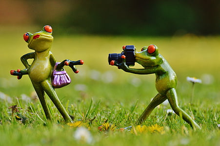 개구리, 사진 작가, 모델, 사진 모델, 레이디, 포즈, 카메라