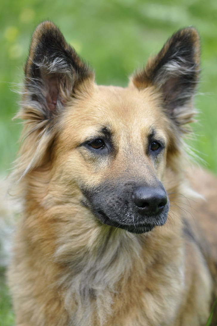german, shepherd, closeup, photography, Dog, Animal, Portrait