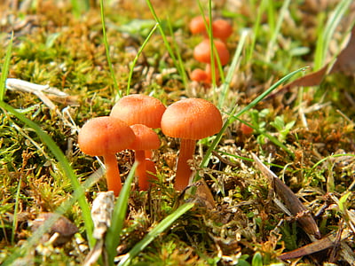 mushrooms, nature, fungus, woods
