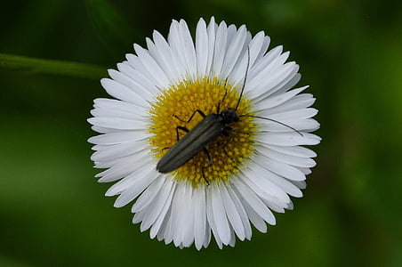 flor, insecte, macro
