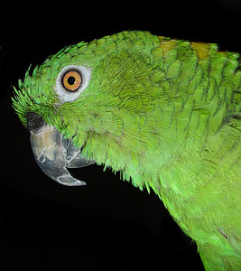 amazone nuque jaune, perroquet, oiseau, Amazone, plume, plumage, animal