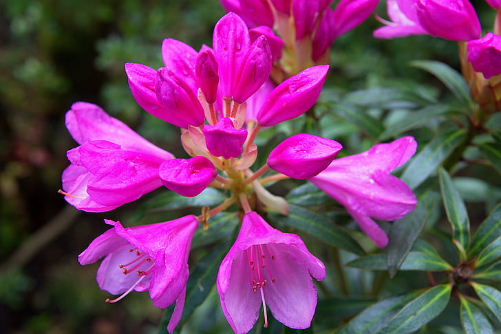 Pavasaris, Bušs, Rhododendron, rozā, ziedlapas, aizveriet