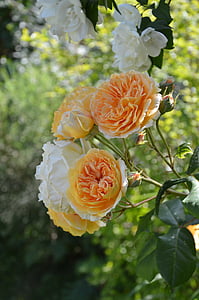 Rosa, jardí, l'estiu, Roser, flor, natura, planta