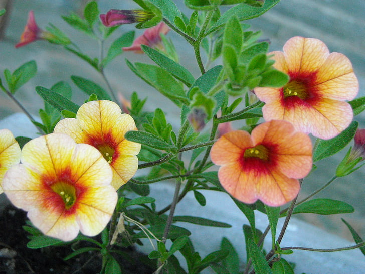 το Calibrachoa, λουλούδι, φυτό, Κήπος, πετούνια, άνθιση, άνοιξη
