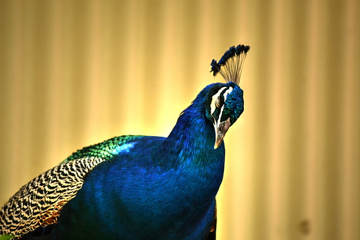 peacock, colourful, bird, nature