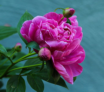božur, cvijet, višegodišnji, cvijet, roza, fuksija, paeoniaceae