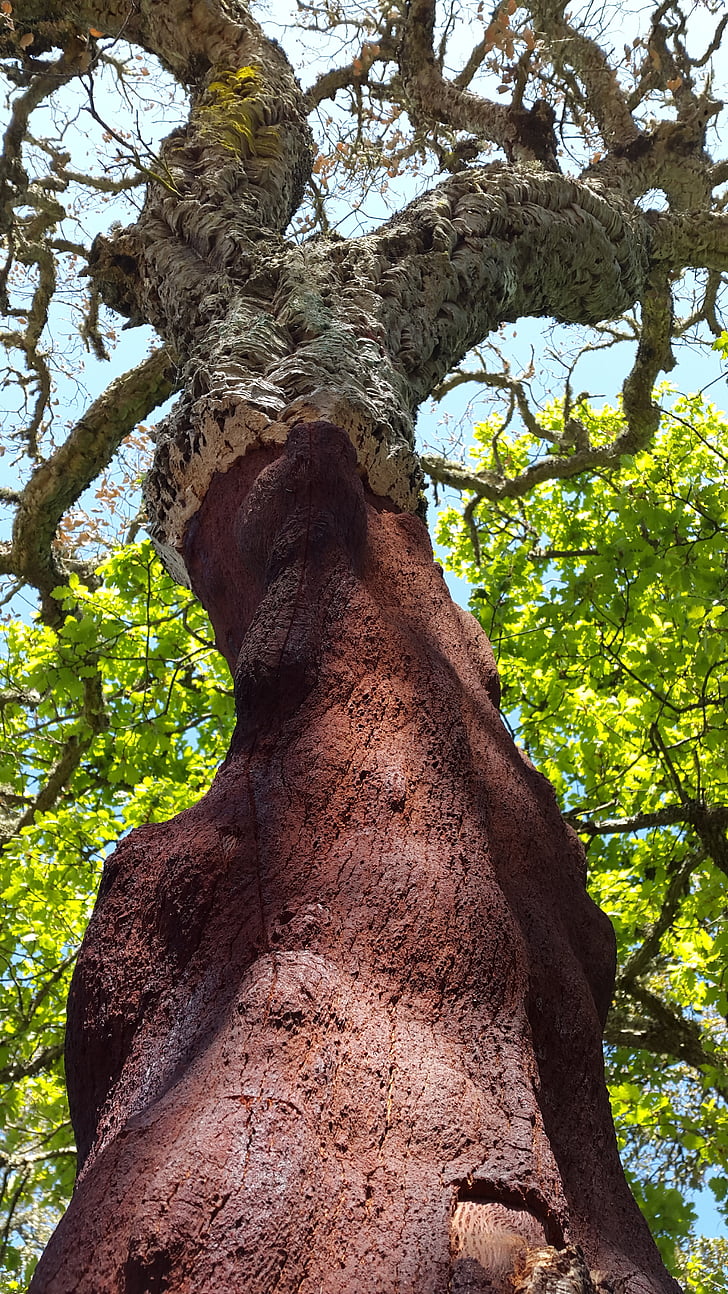 cork oak, deciduous tree, quercus suber, mediterranean, sardinia, cork, bark