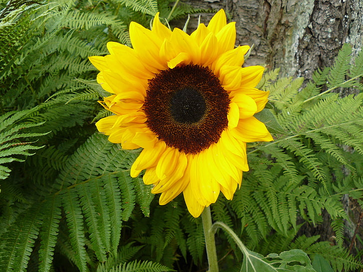 fleur du soleil, jardin, jaune, été, décoratifs, nature, plante