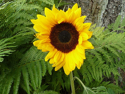 Sonnenblume, Garten, gelb, Sommer, dekorative, Natur, Anlage