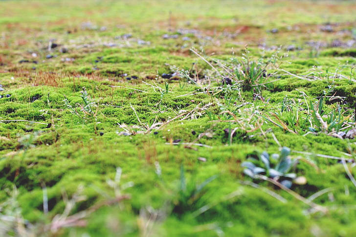 Moss, tierra, piso de piedra, verde, naturaleza, otoño, planta
