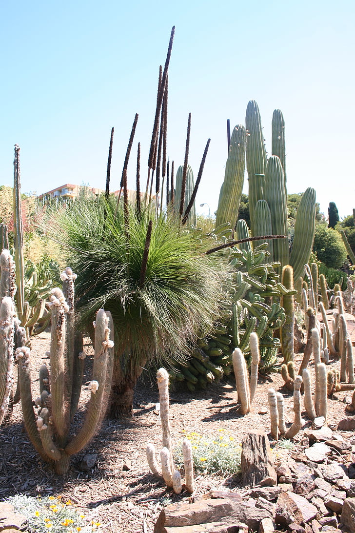 cactus, México, acre, luz del sol, tacon a punta, caliente