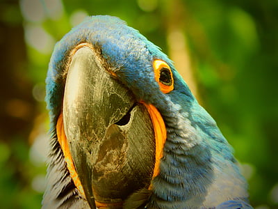parrot, blue, bird, feather, tropical, animal, exotic