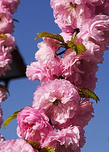 Mandelblüte, Frühling, Ostern, Natur, Blumen, Blühender Zweig, Frühlingsanfang