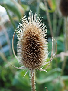 thistle, nature, spur, prickly, brown, dry, dried
