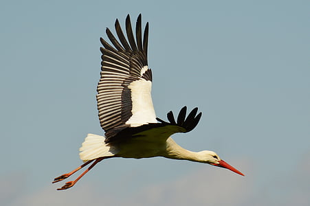 stork, fly, elegant, feather, bird, plumage, nature