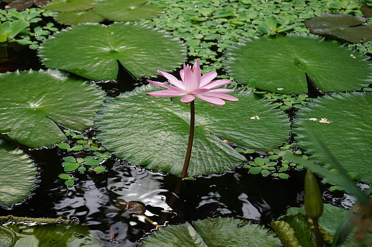 ūdens augu, Botāniskais dārzs minster, peldošo augu