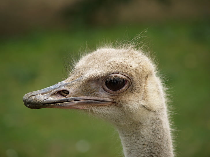 the ostrich, animal, bird, beak