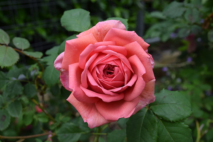 flower, pink, spring, nature, blossom, rose - Flower, petal