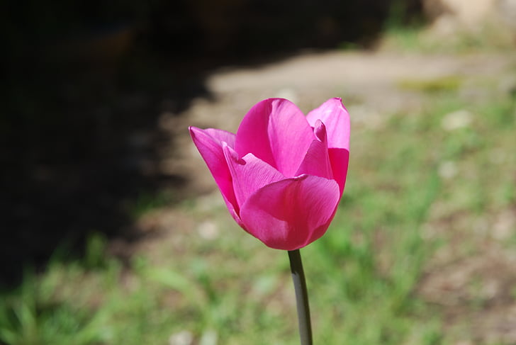 лале, цветя, розово, листенца, Пинк tulip, Градина, Пролет