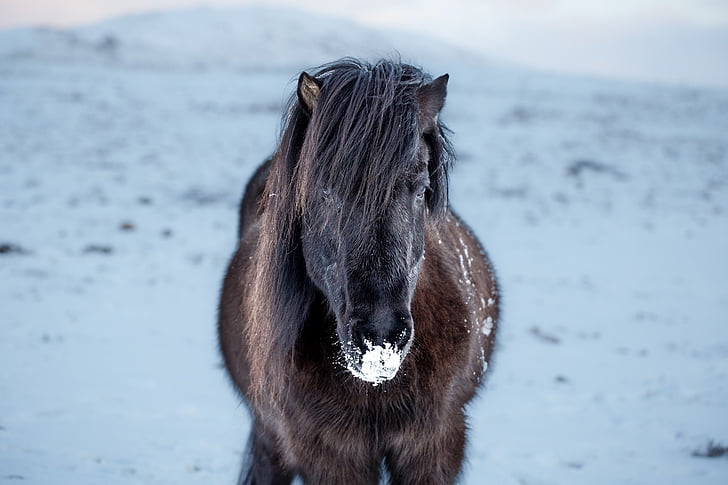 icelandic horse, portrait, outdoors, winter, snow, close up, head