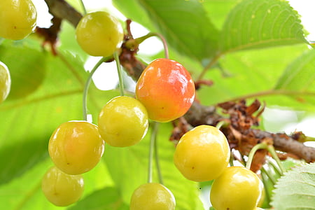 cherries, fruit, immature, fruits, cherry, food, leaves