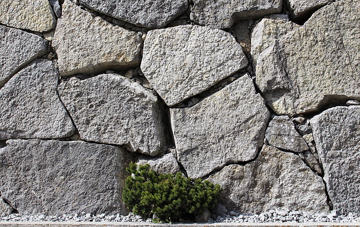paret, pedres, incrustacions, planta, verd